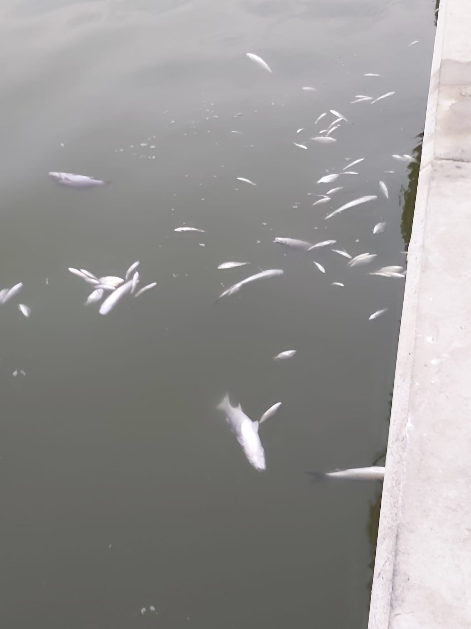 İzmir Körfezi'ndeki balık ölümleriyle ilgili inceleme başlatıldı