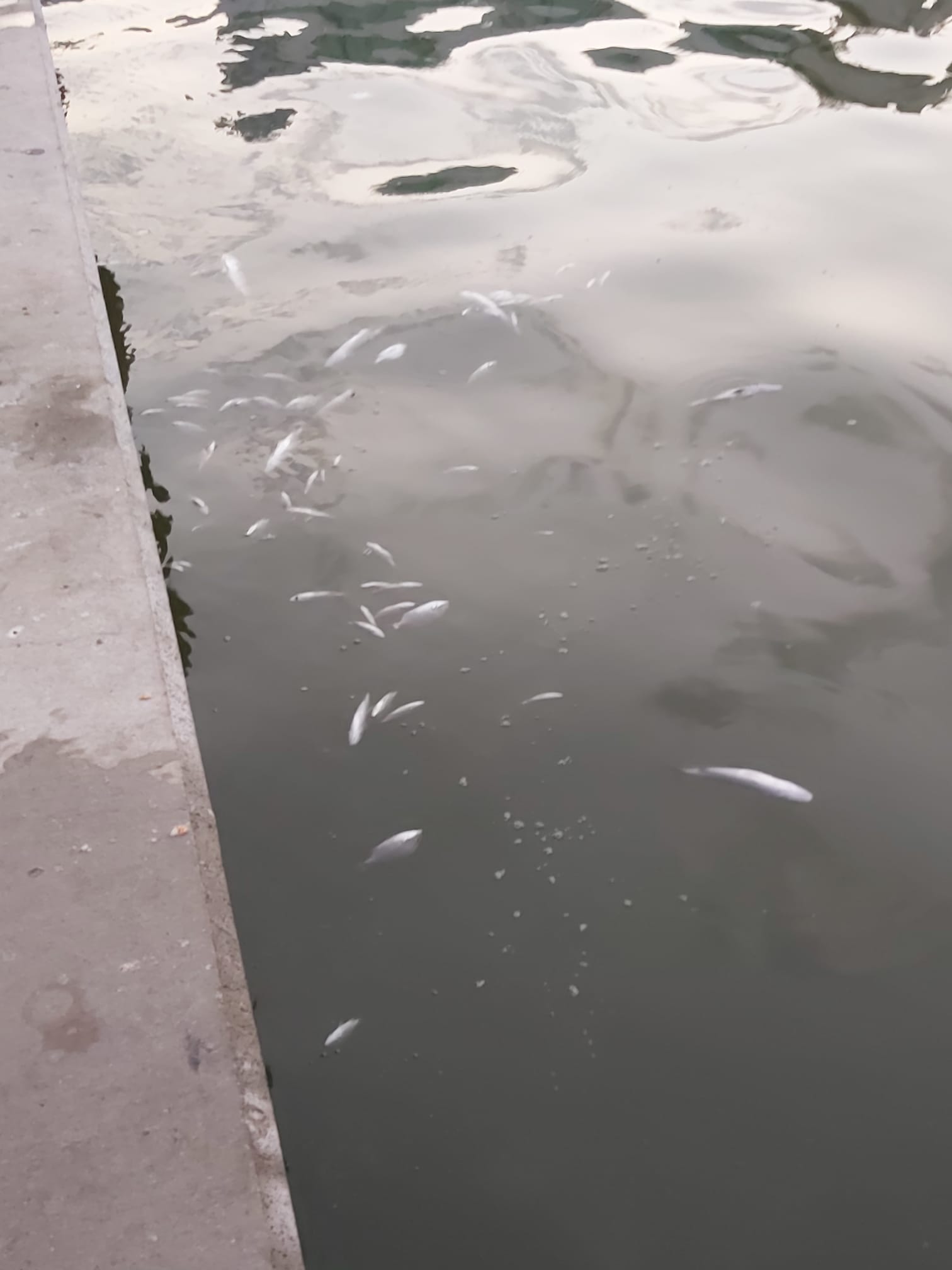 İzmir Körfezi'ndeki balık ölümleriyle ilgili inceleme başlatıldı