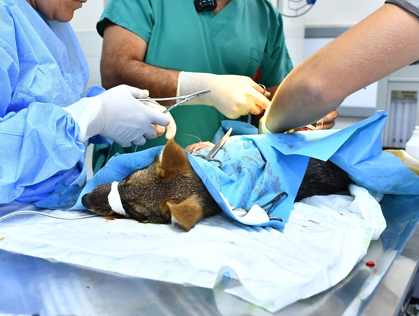 İzmir Doğal Yaşam Parkı yaban hayatın sakinlerine şifa dağıtıyor