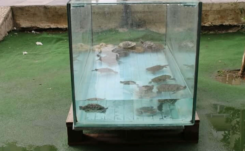 "Kaplumbağalı Fotoğrafçı" yılda 500 kaplumbağa besliyor