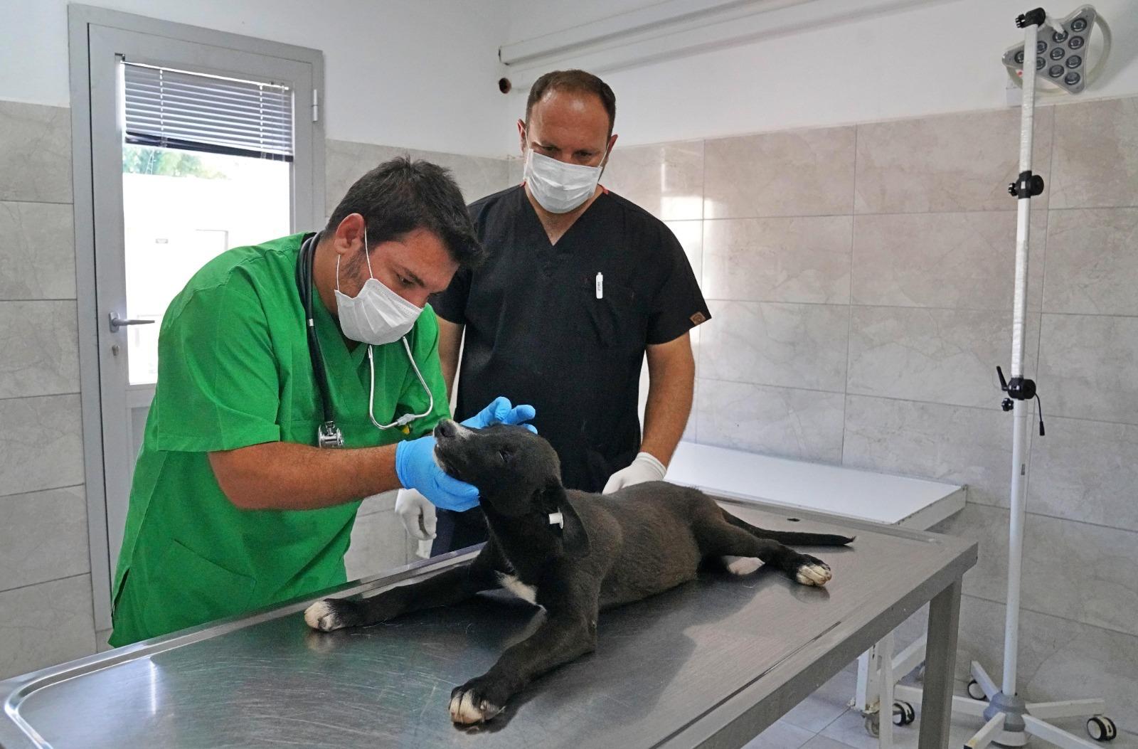 25 bin hayvan kısırlaştırıldı, bin 200’ü sıcak yuvaya kavuştu