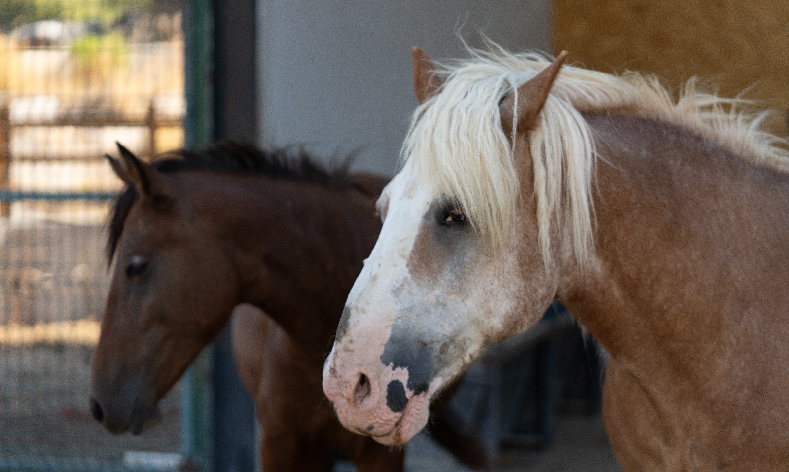 Pako’da bakılan binek hayvanlar sahiplendiriliyor