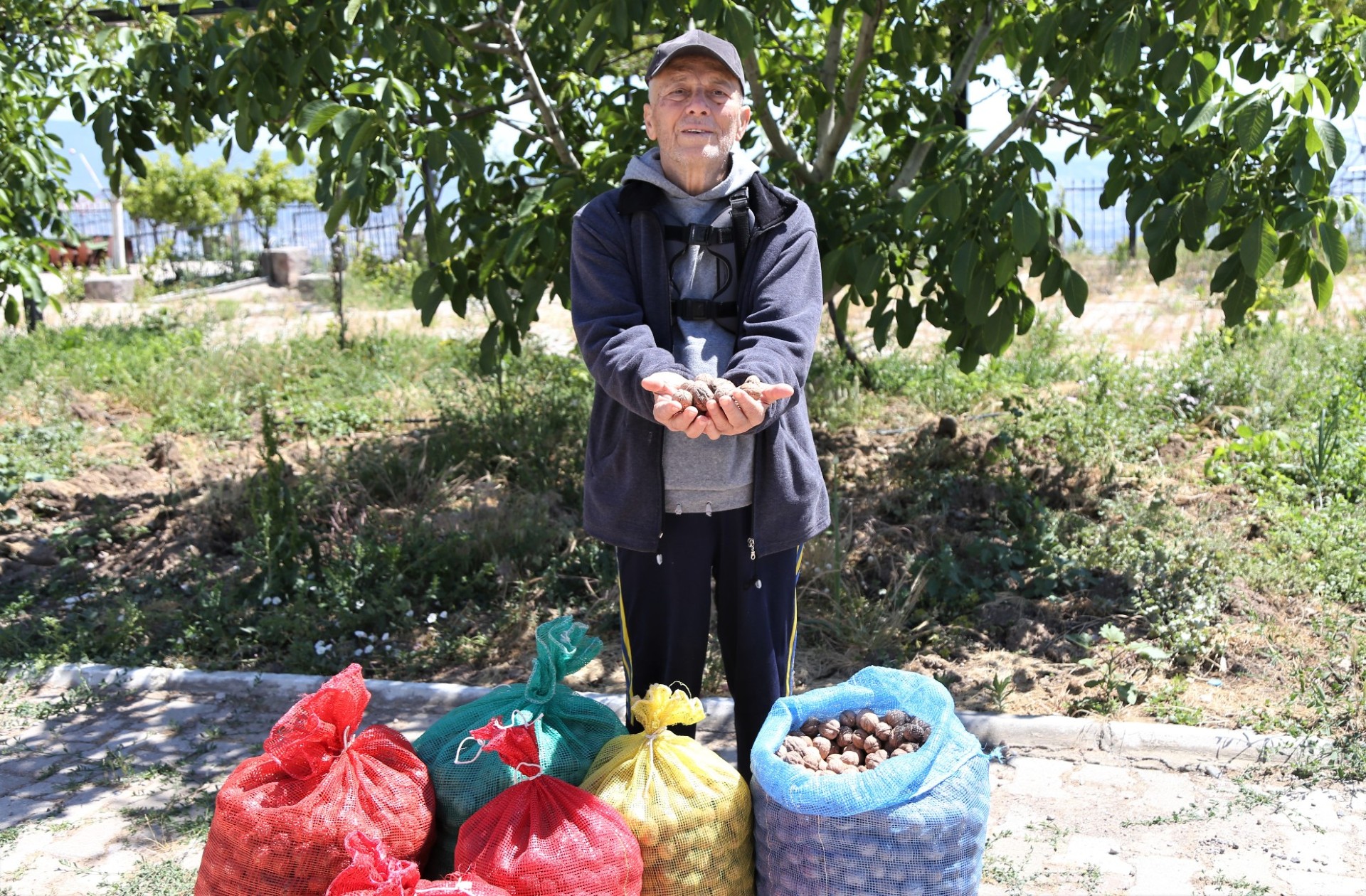 Çiftçinin cevizi çürümekten kurtuldu