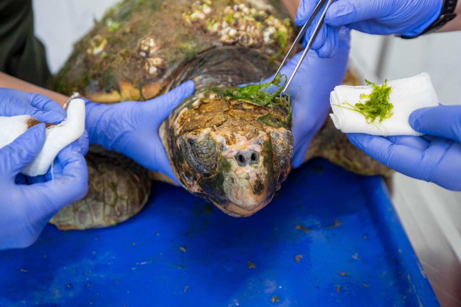 Körfez’deki yaralı Caretta caretta kurtarıldı