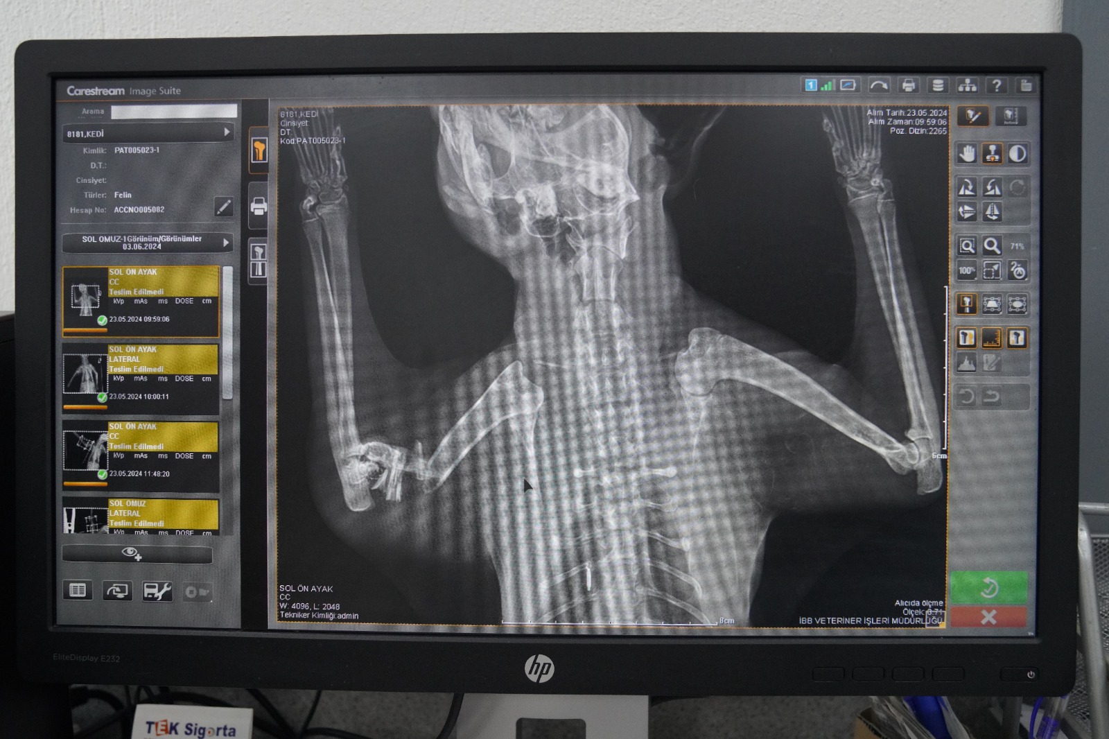 Bacağı kesilmekten kurtarılan Balım kendine yuva arıyor