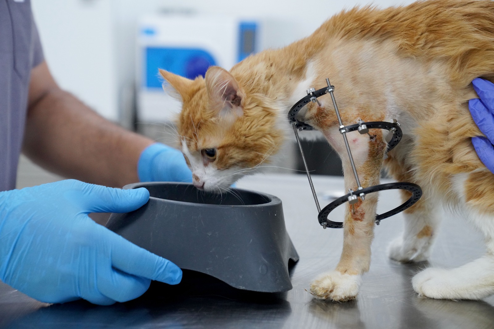 Bacağı kesilmekten kurtarılan Balım kendine yuva arıyor