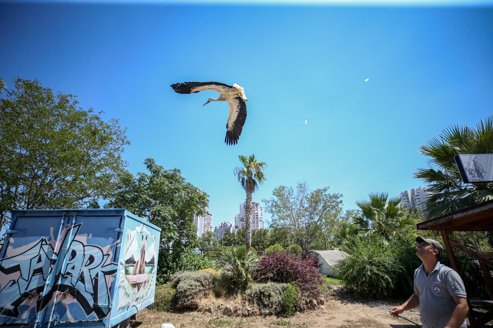 Yaralı leylek iyileşti, özgürlüğe kanat çırptı