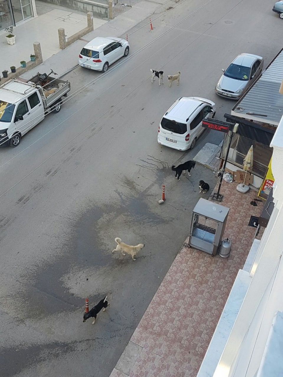 AK Parti Çeşme İlçe Başkanı Özen'den Belediye Başkanı Denizli'ye sokak hayvanları salvosu