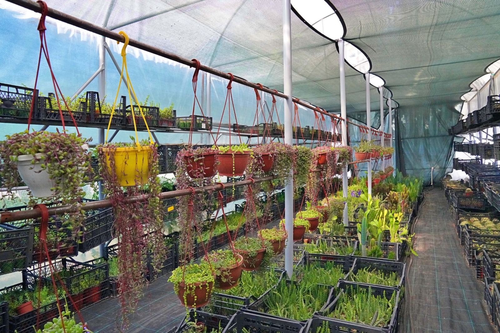 Hem tohumlar hem kadınlar güçleniyor