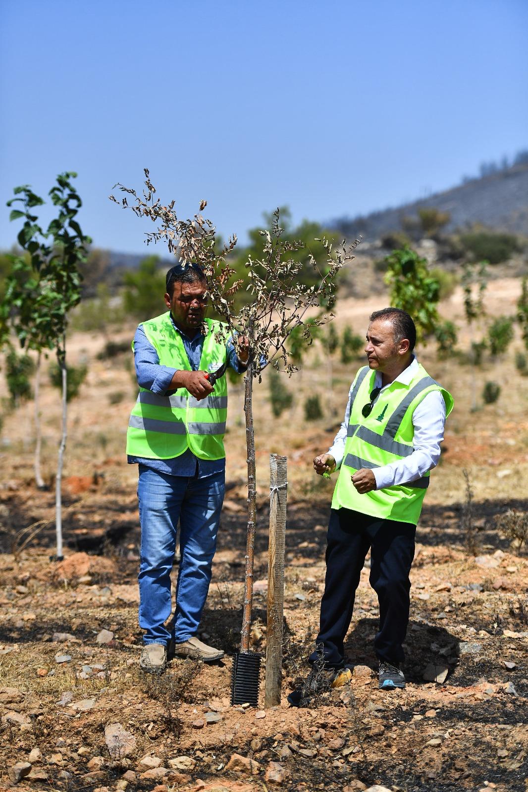 Yangınların etkilediği 15 bin ağaç tedavi edilerek hayatta tutulacak