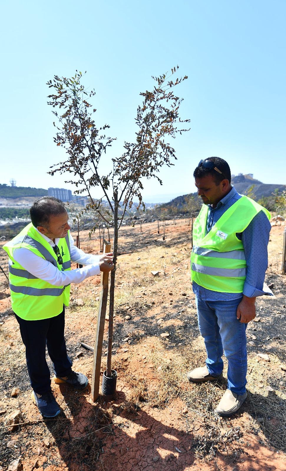 Yangınların etkilediği 15 bin ağaç tedavi edilerek hayatta tutulacak