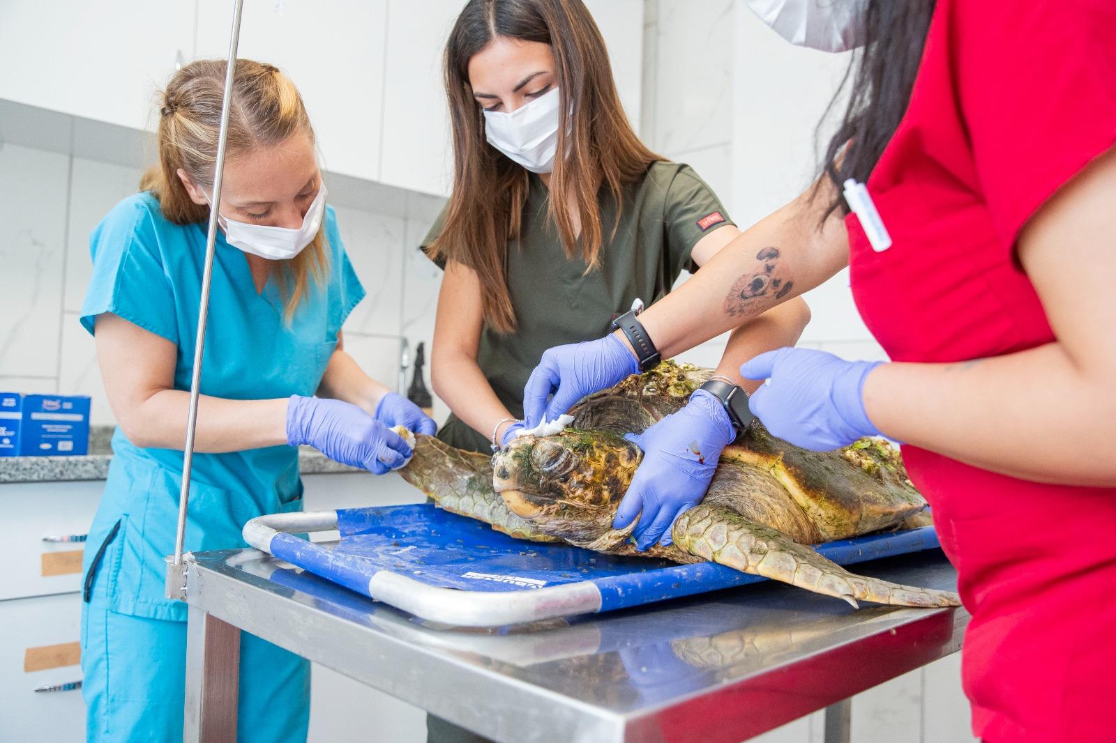 25 bin hayvan kısırlaştırıldı, bin 200’ü sıcak yuvaya kavuştu