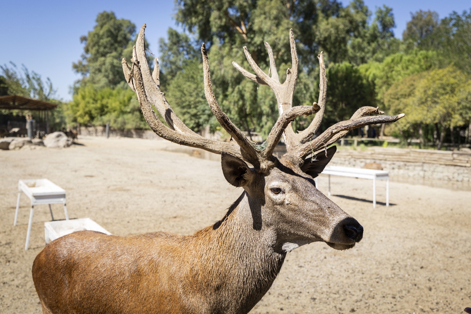 İyileşen kızıl geyik Paşa yeni yuvasında