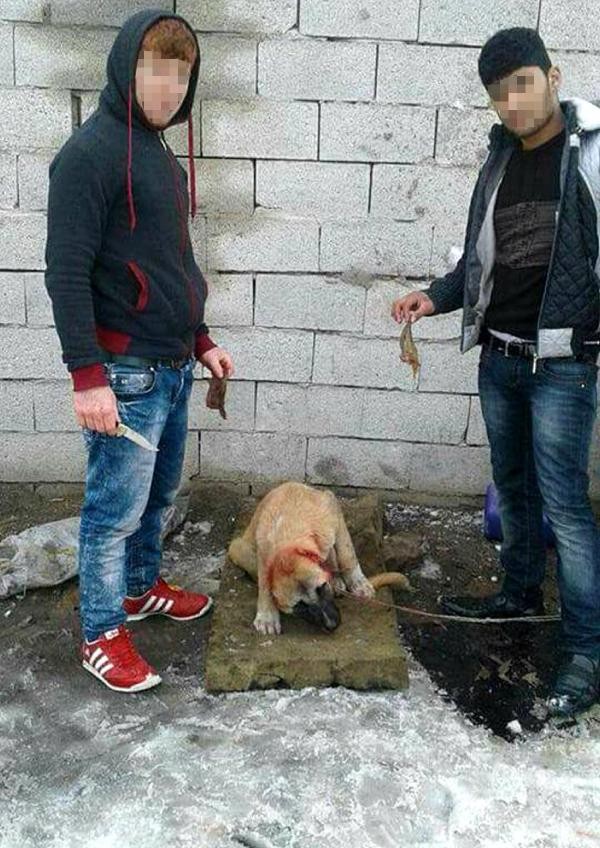 İnsanlık dışı.. Köpeğin kulaklarını kestiler!
