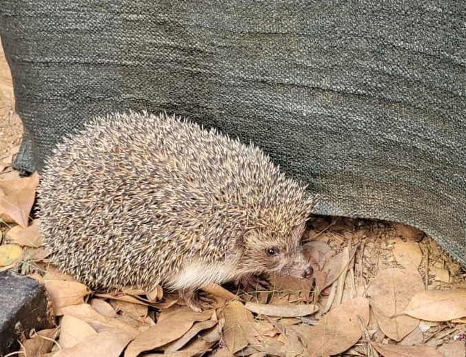 İzmir İtfaiyesinden yürekleri ısıtan kurtarma