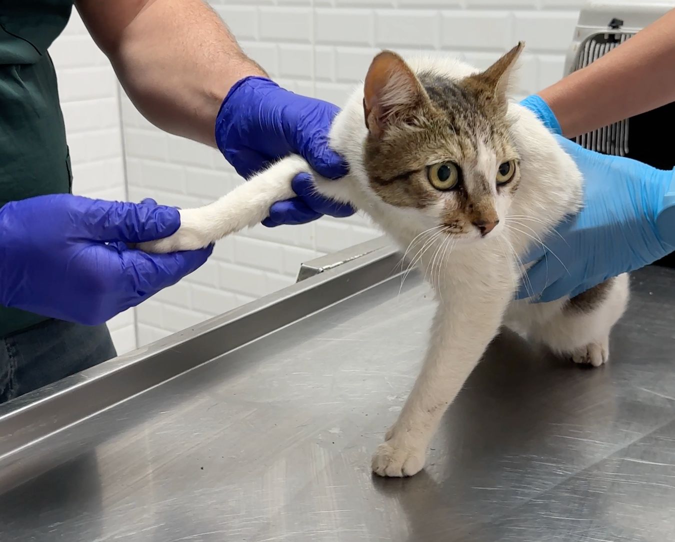 İrfan Önal ‘sahiplenme’ çağrısı yaptı