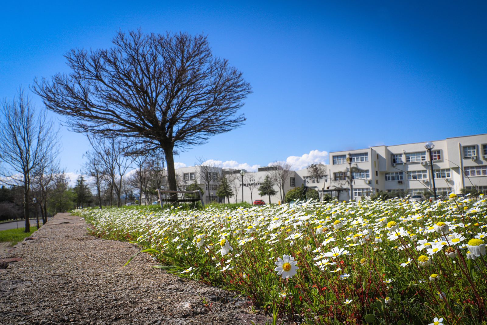 DEÜ yeşil kampüsleriyle dünyanın en çevreci üniversiteleri arasında