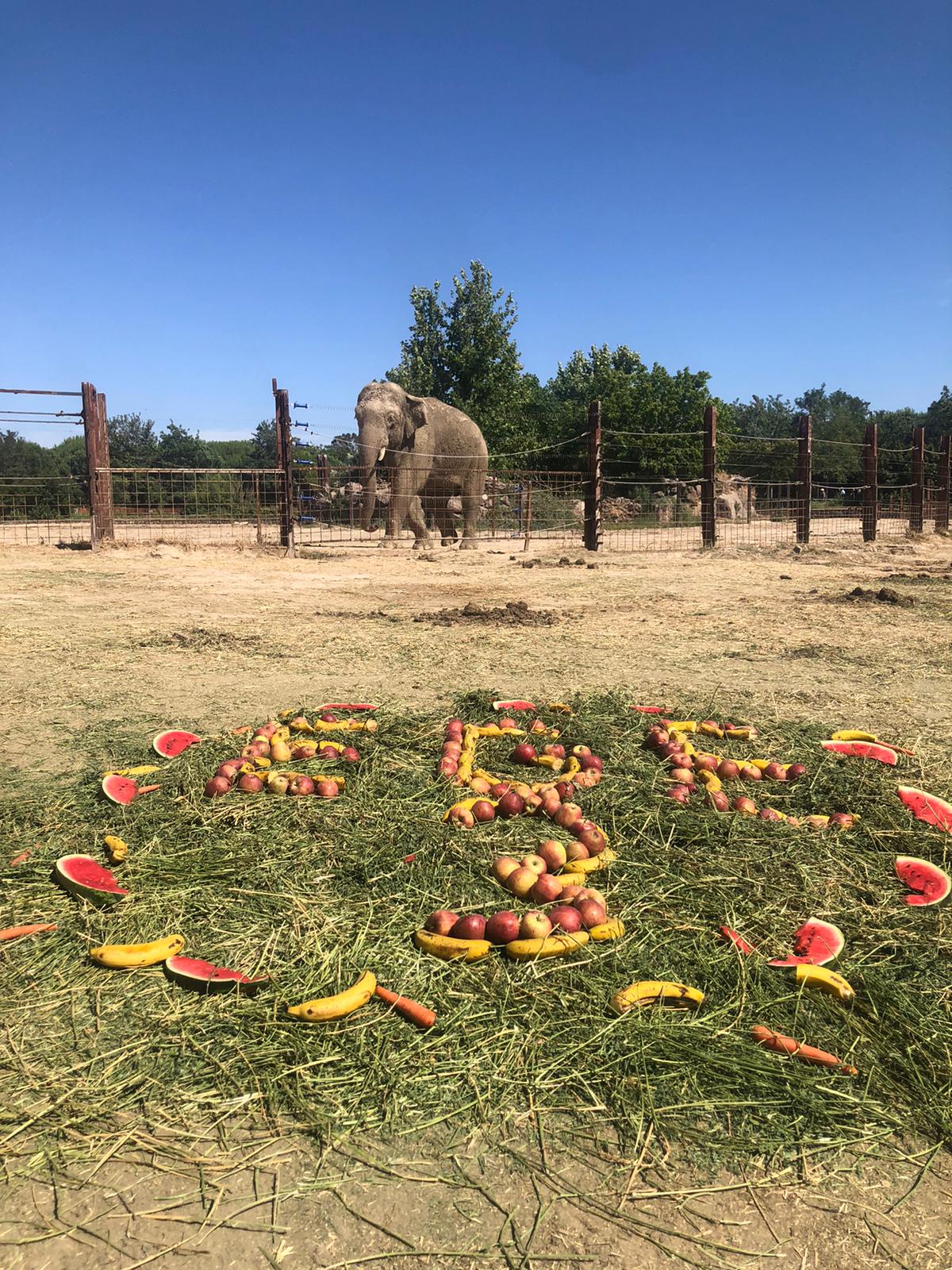 Ege fil için doğum günü sürprizi yapıldı