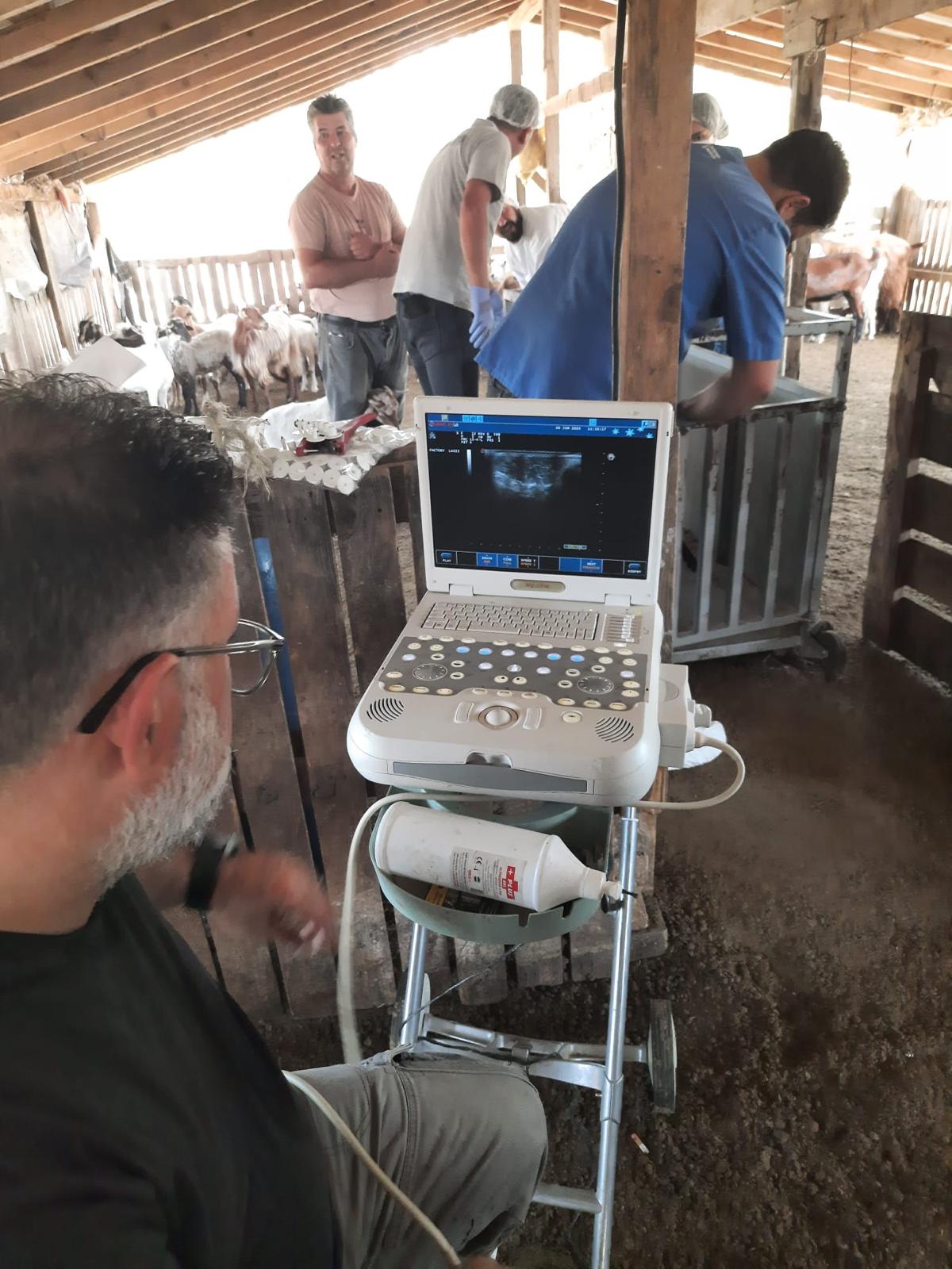 Nesli tükenmekte olan Kaçeli koyunları için proje