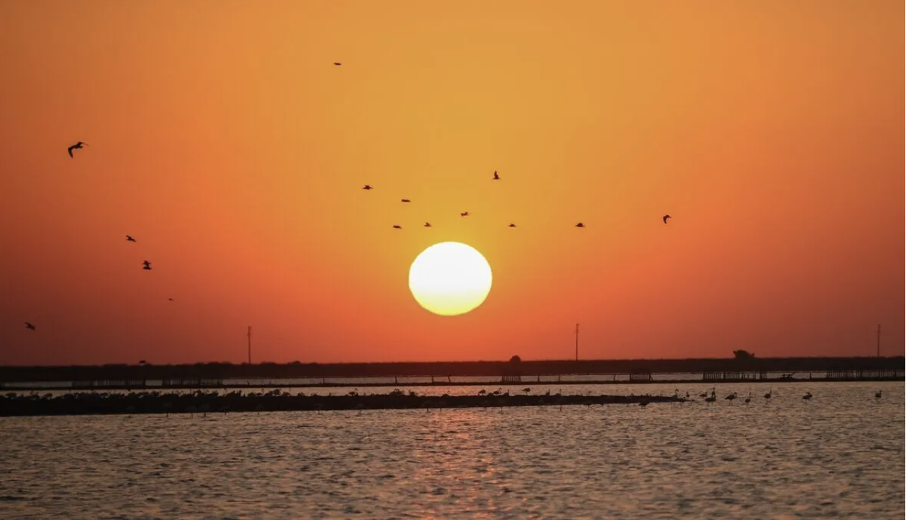 Flamingo adasındaki yeni sakinler, kıtalararası uçuş için hazırlıklarını tamamlıyor