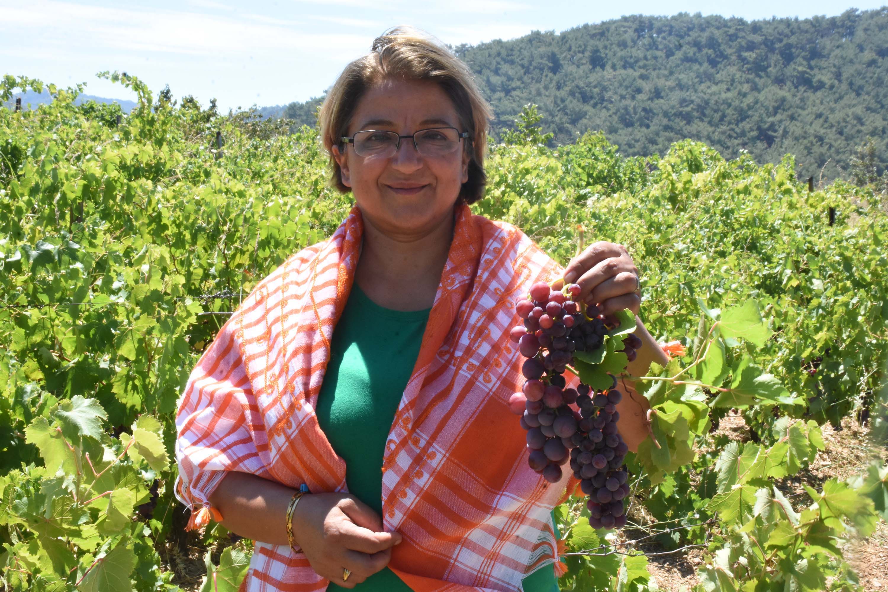 Kavacık üzümüne, sıcak hava nedeniyle erken hasat