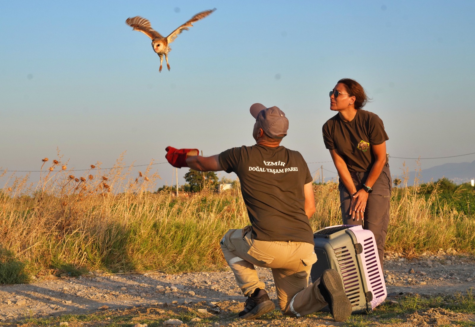 Peçeli baykuşlar özgürlüğe kanat çırptı