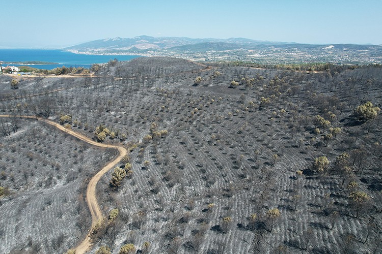 Urla küllerinden yeniden doğacak