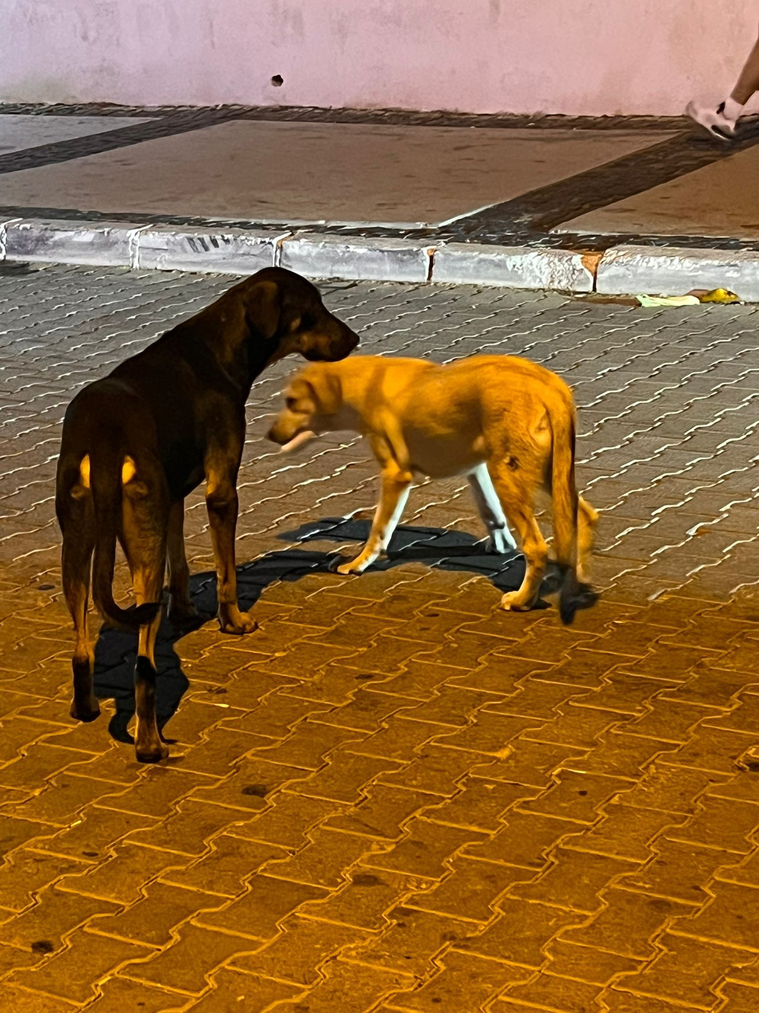 AK Parti Çeşme İlçe Başkanı Özen'den Belediye Başkanı Denizli'ye sokak hayvanları salvosu