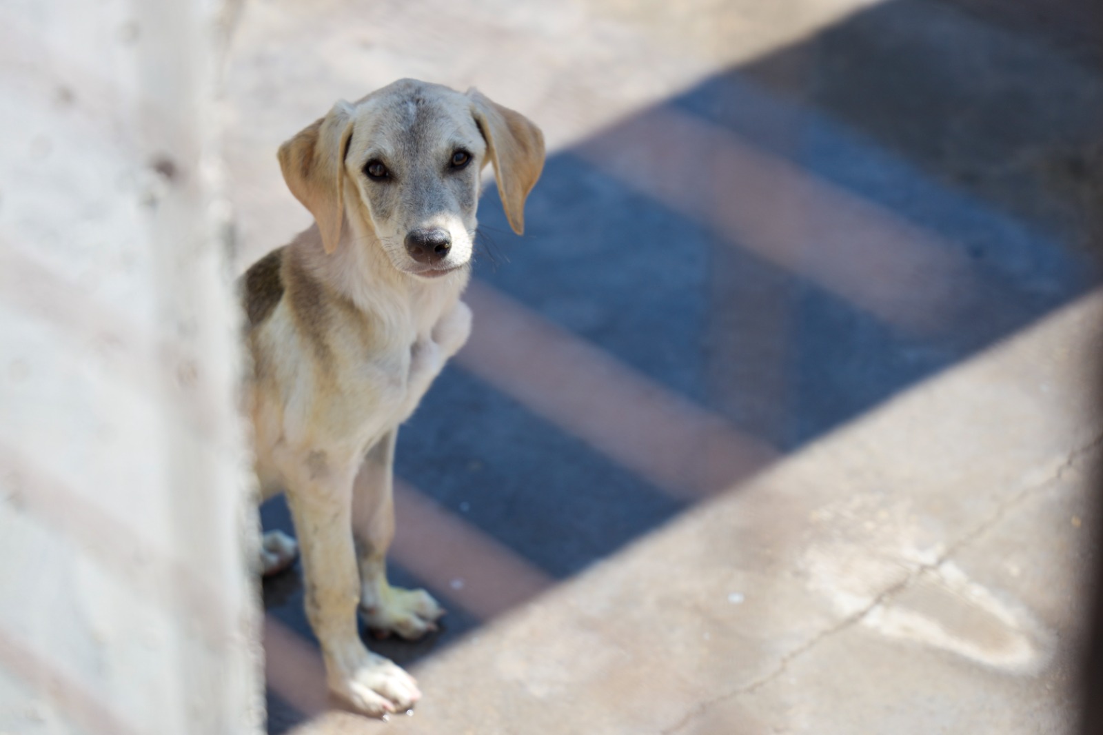 Karşıyaka’da yangından kurtarılan can dostlar emin ellerde