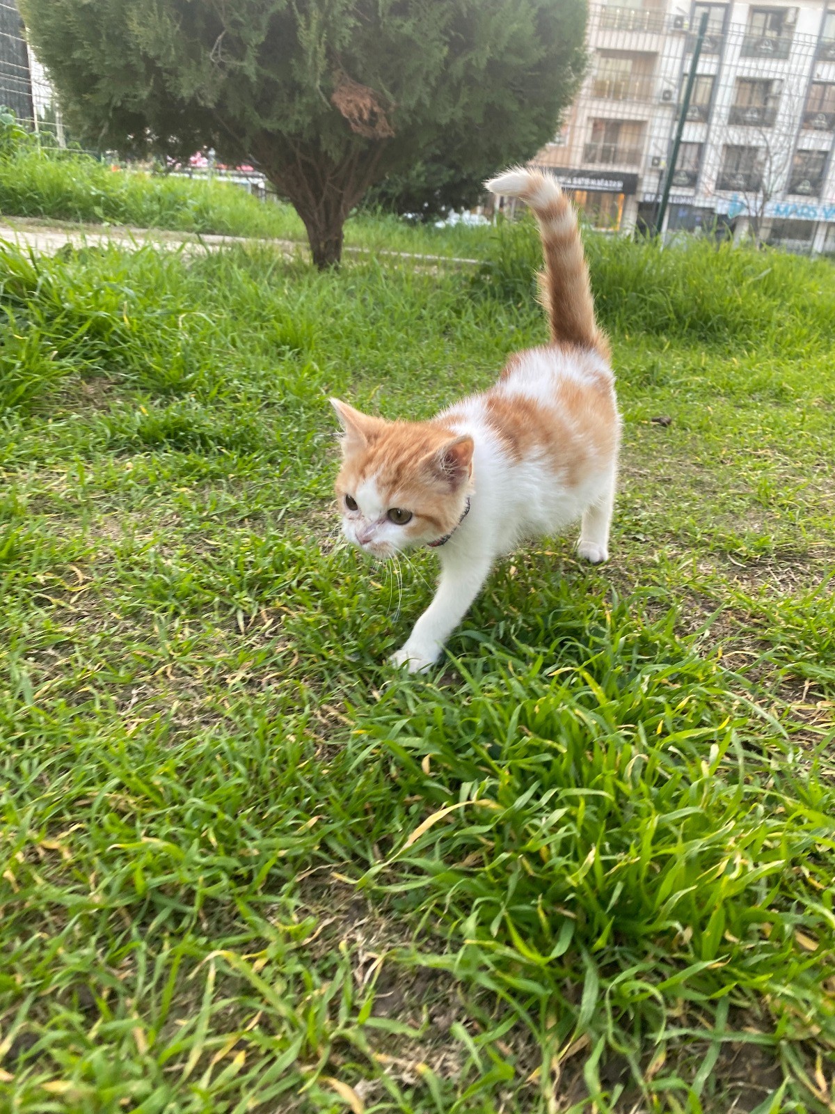 Yoğun bakımda yaşama tutundu, adı “Mucize” oldu