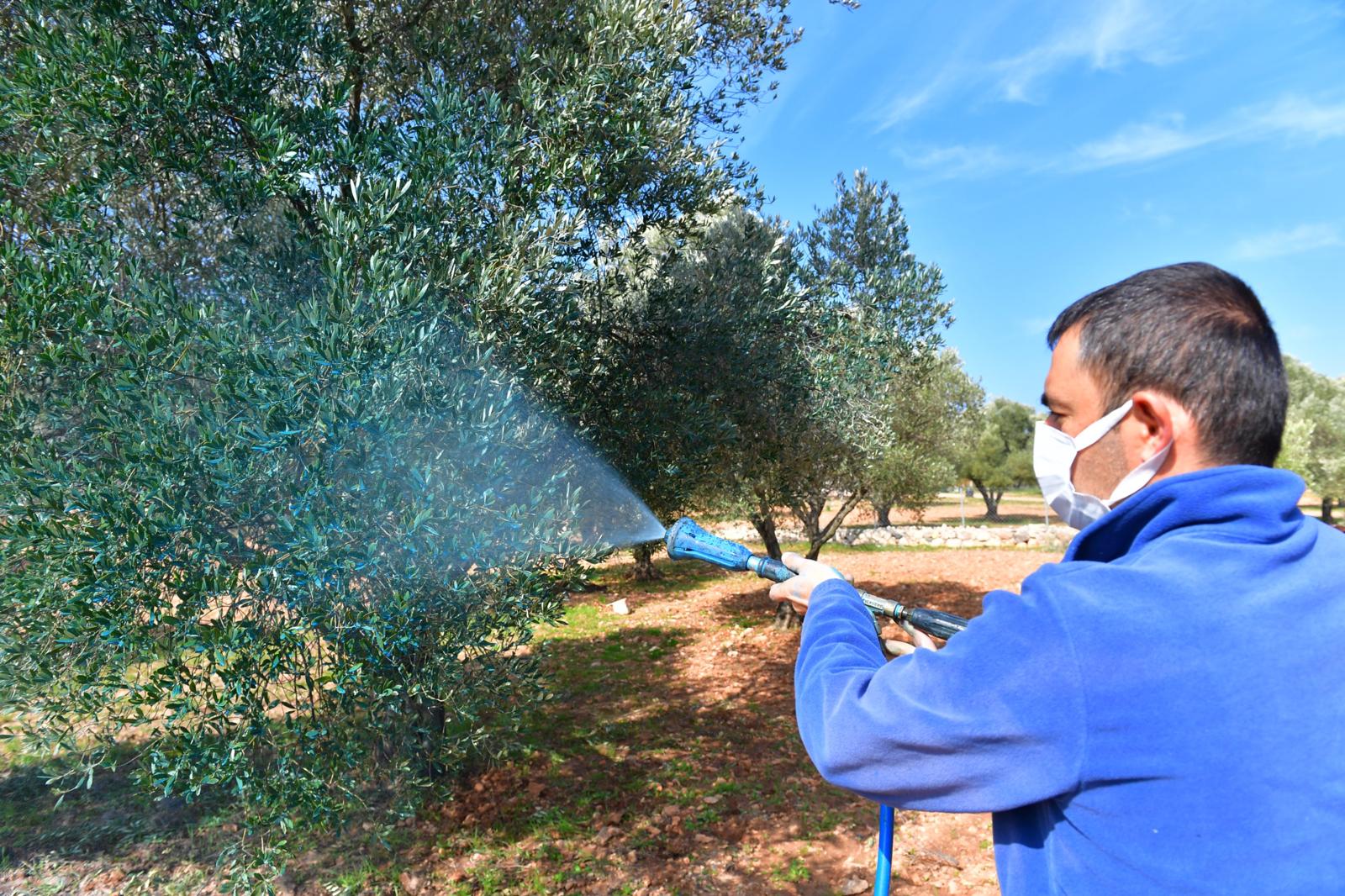 Zeytin üreticisine “ilaç” oldu