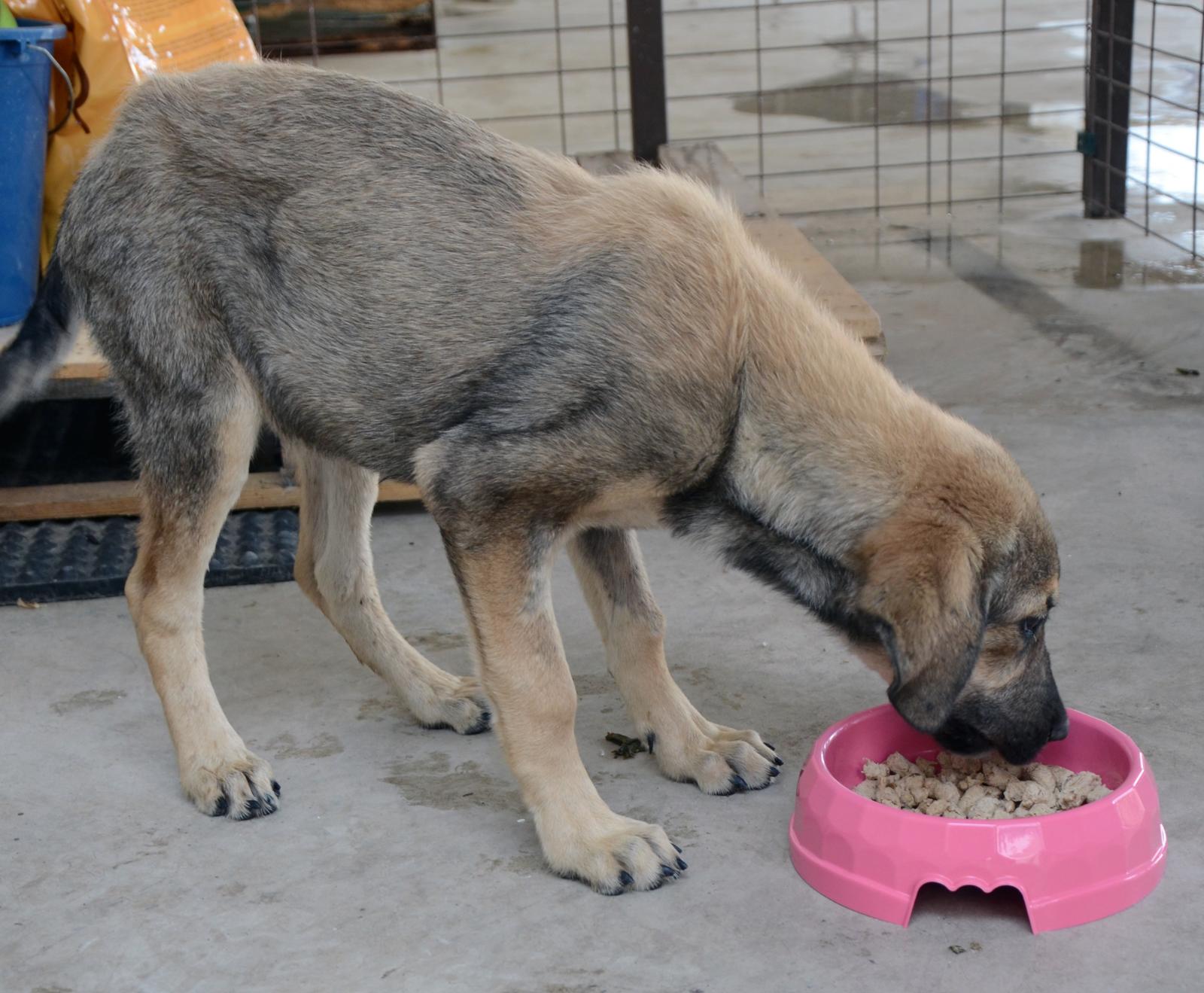 Atıklar mamaya, israf iyiliğe dönüşüyor