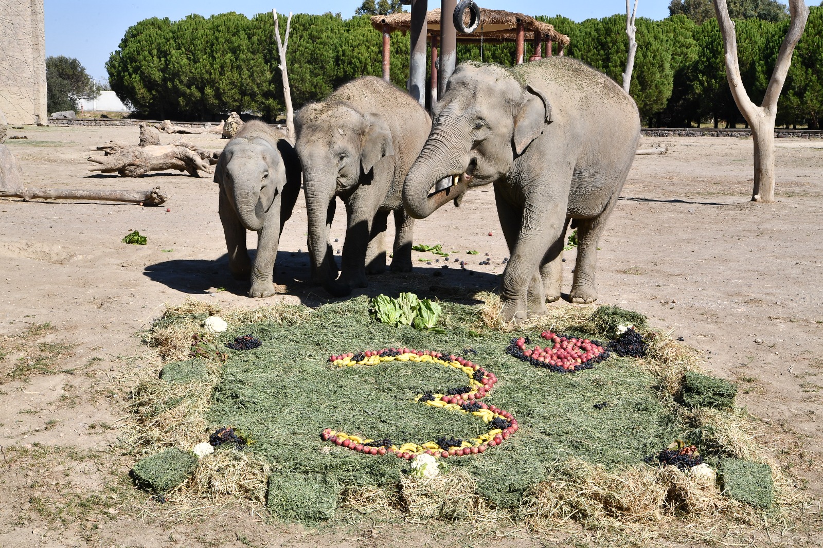 Doğal Yaşam Parkı’nın fili Deniz Gaziantep’e gidiyor