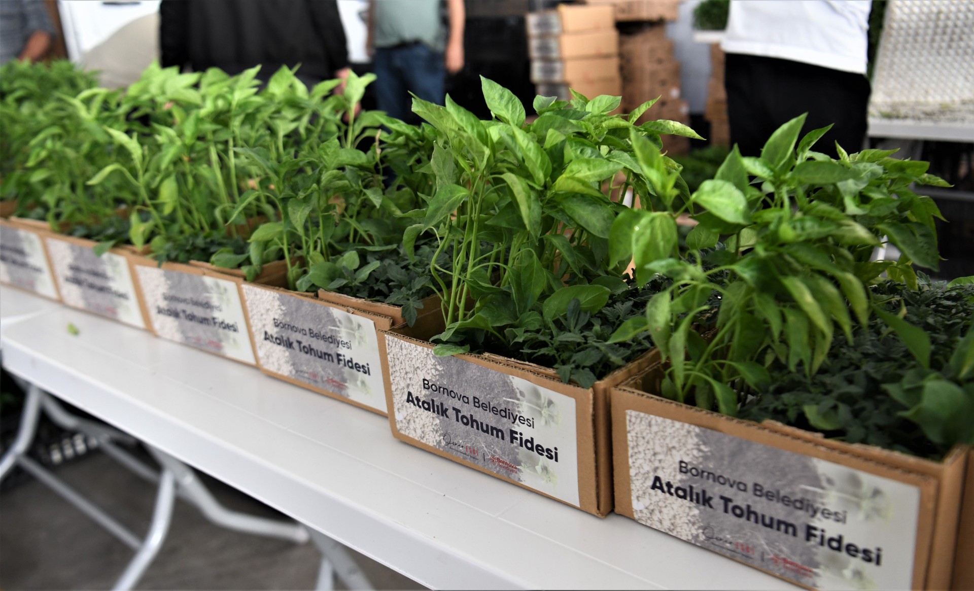 Bornova Belediyesi 500 bin fide dağıtıyor