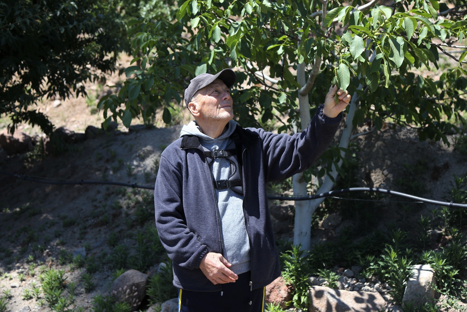 Çiftçinin cevizi çürümekten kurtuldu