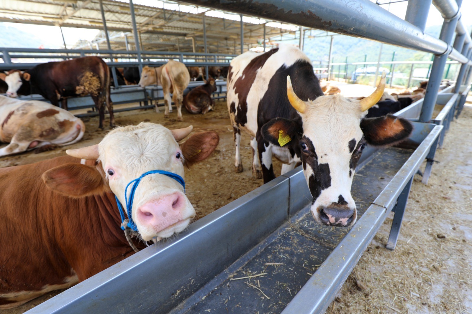 Karşıyaka’nın kurban pazarında hazırlıklar tamam
