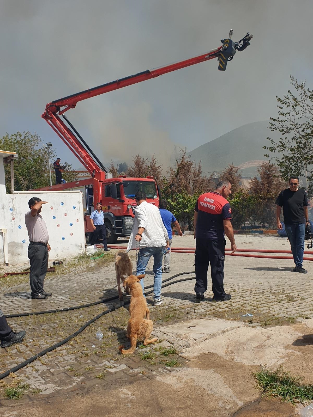 Yangından kurtarılan can dostların bakımı sürüyor