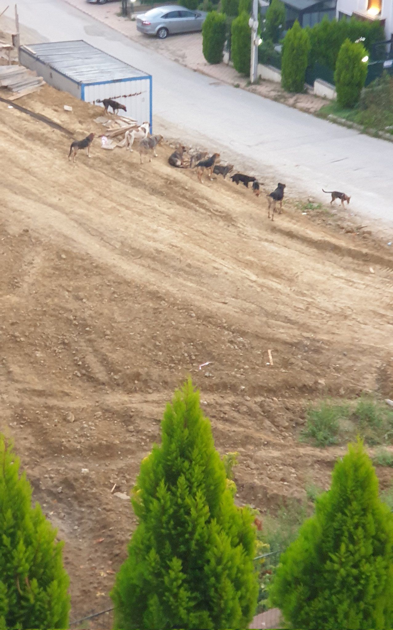 AK Parti Çeşme İlçe Başkanı Özen'den Belediye Başkanı Denizli'ye sokak hayvanları salvosu