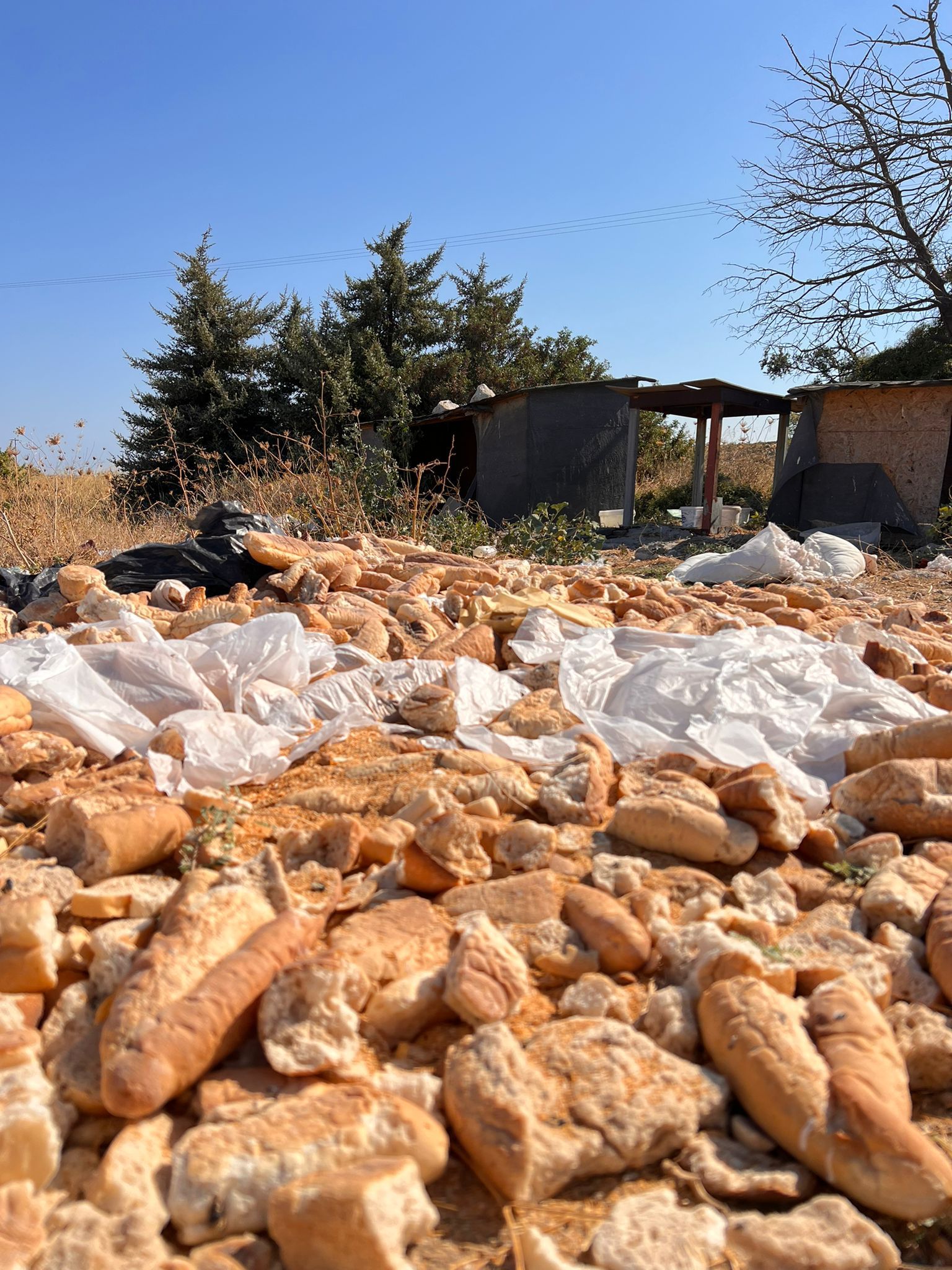 AK Parti Çeşme İlçe Başkanı Özen'den Belediye Başkanı Denizli'ye sokak hayvanları salvosu