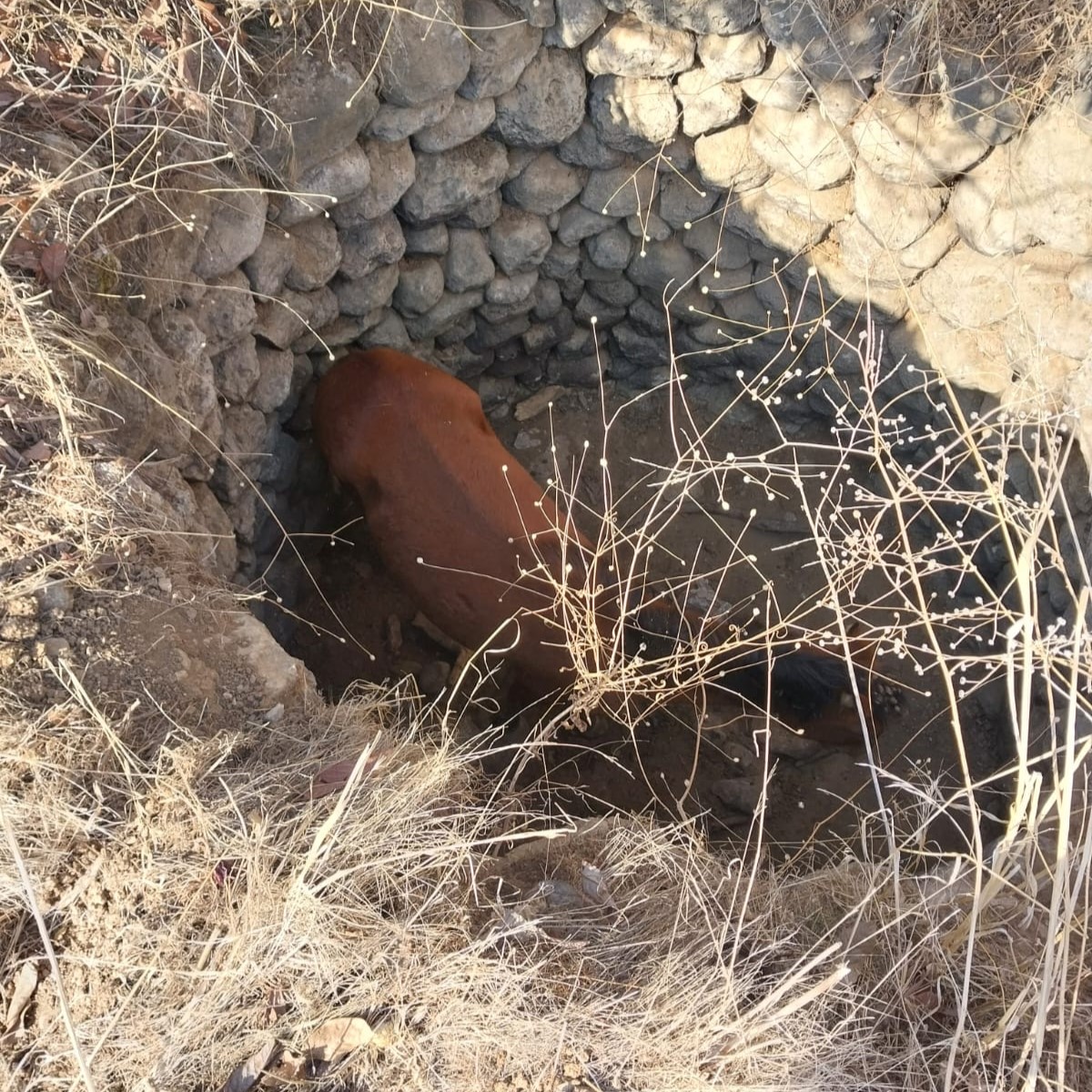 SU KUYUSUNA DÜŞEN YILKI ATI KURTARILDI