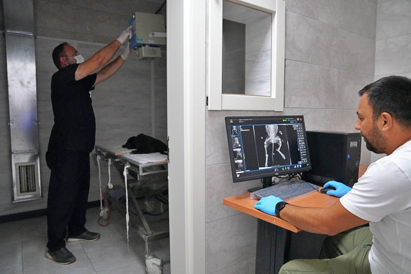 25 bin hayvan kısırlaştırıldı, bin 200’ü sıcak yuvaya kavuştu