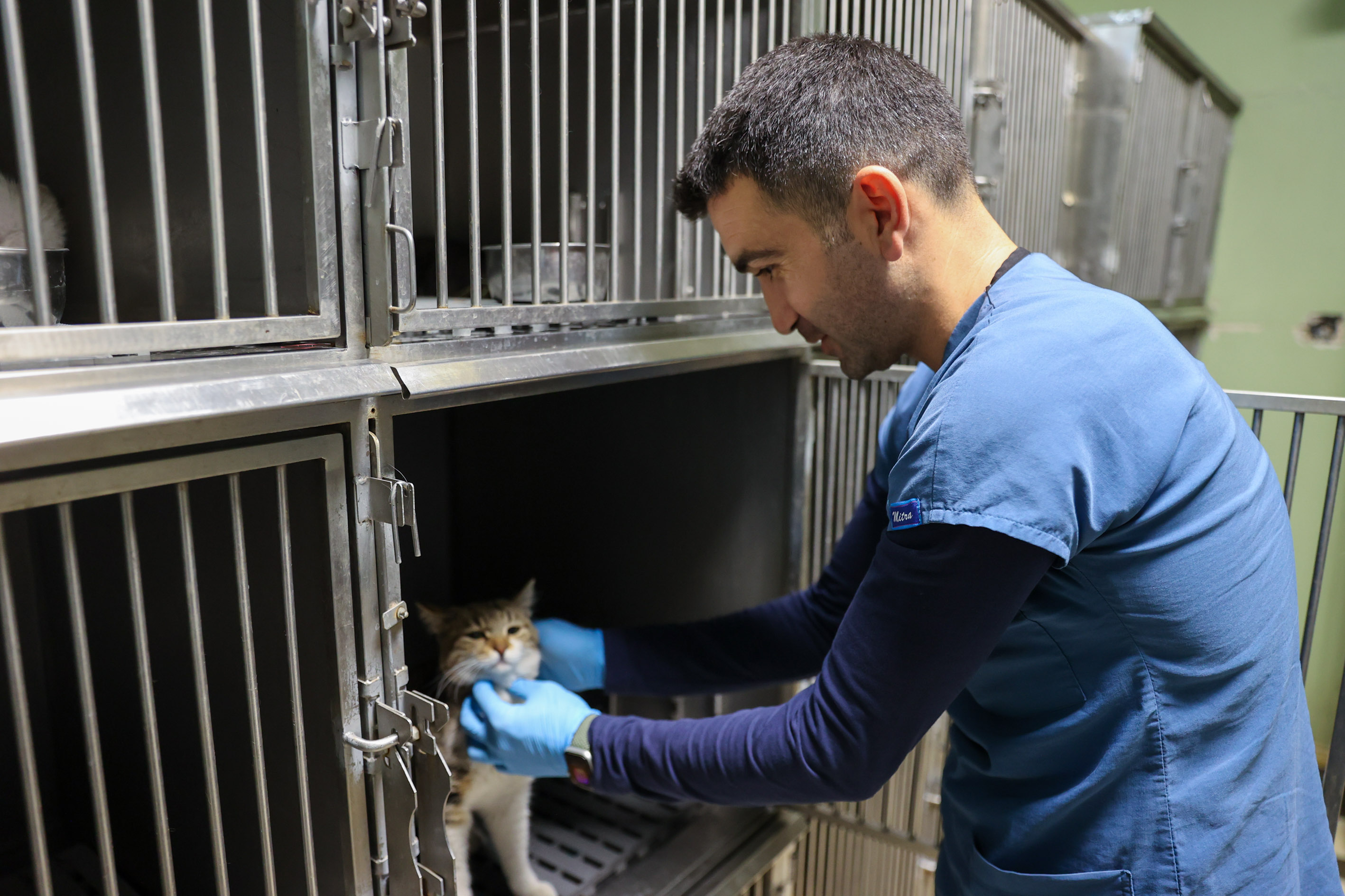 BUCA'DA 3 BİN 54 SOKAK KEDİSİ KISIRLAŞTIRILDI