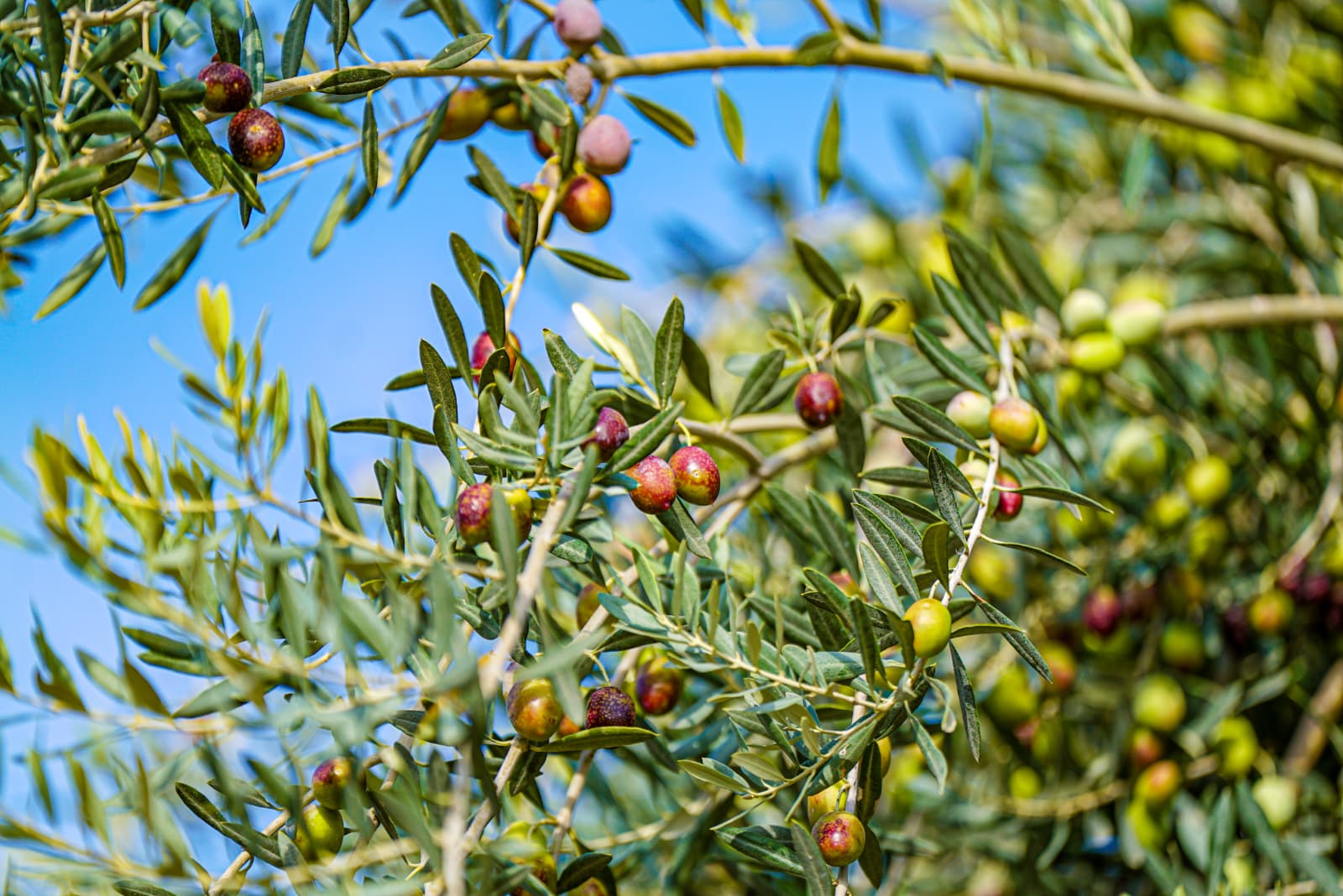 İTB ZEYTİN VE ZEYTİNYAĞI SEZONUNU METROPOLİS’TE AÇTI