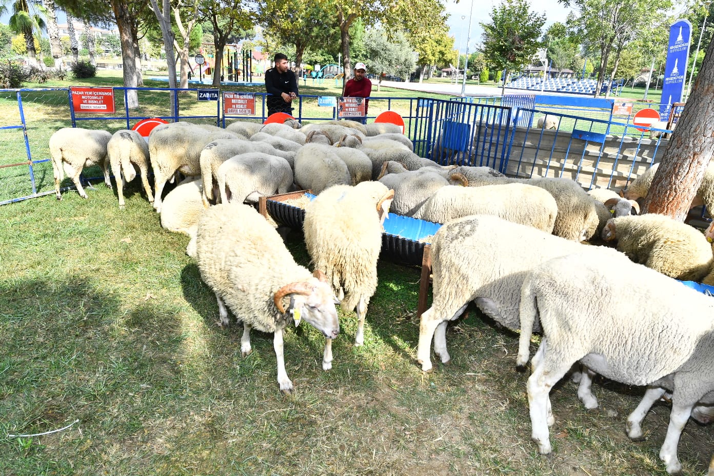 Ödemişli üreticiye küçükbaş hayvan ve yem bitkisi tohumu dağıtıldı