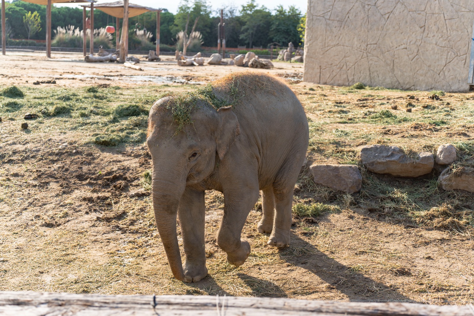 Doğal Yaşam Parkı’nın fili Deniz Gaziantep’e gidiyor