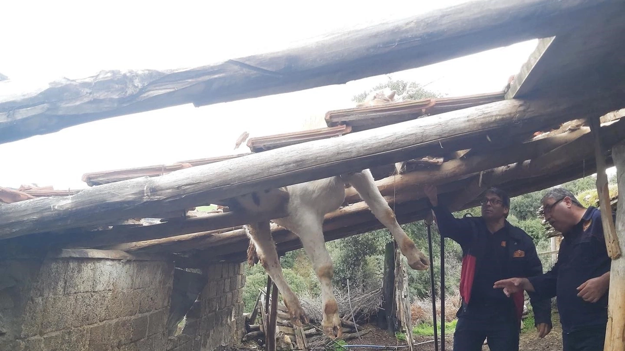 Çatıya inek çıktı..