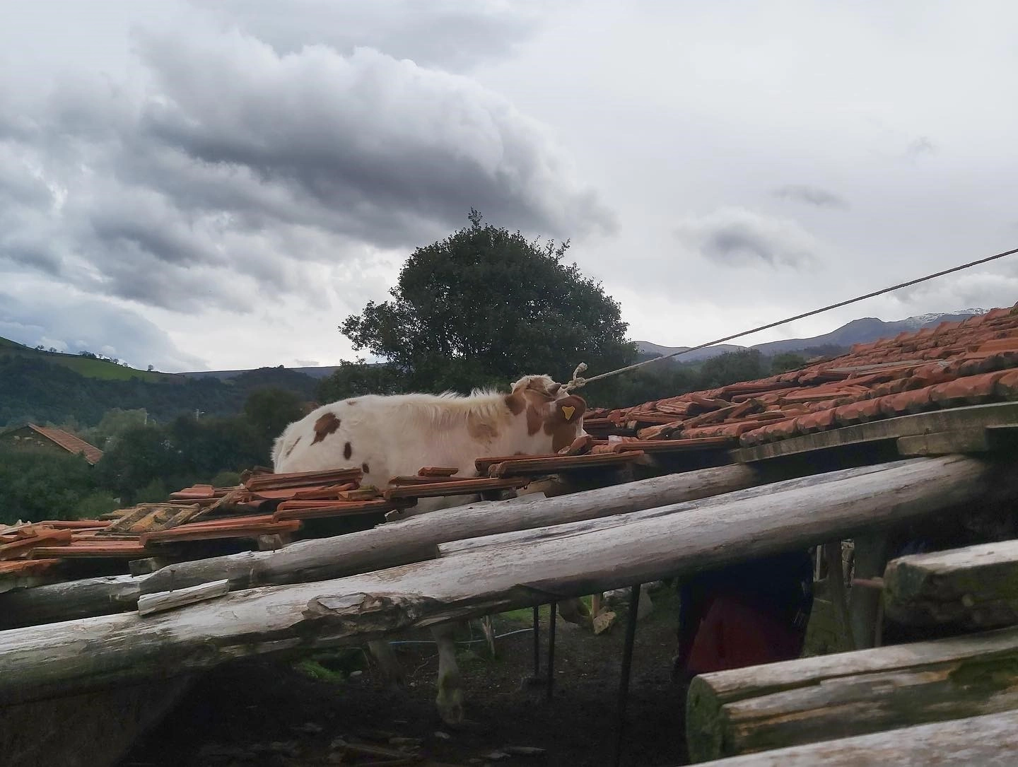 Çatıya inek çıktı..