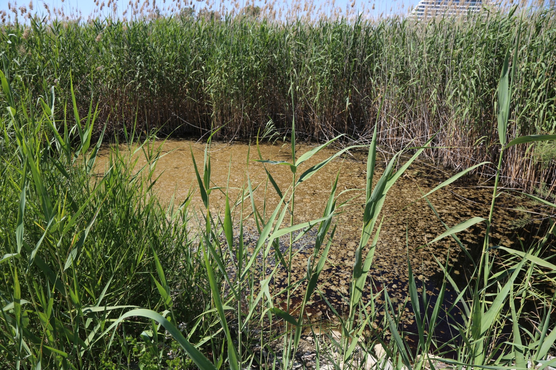 EFES SELÇUK’TA İLAÇLAMA ÇALIŞMALARI: BÜYÜKŞEHİR BELEDİYESİ’NDEN TAM DESTEK!