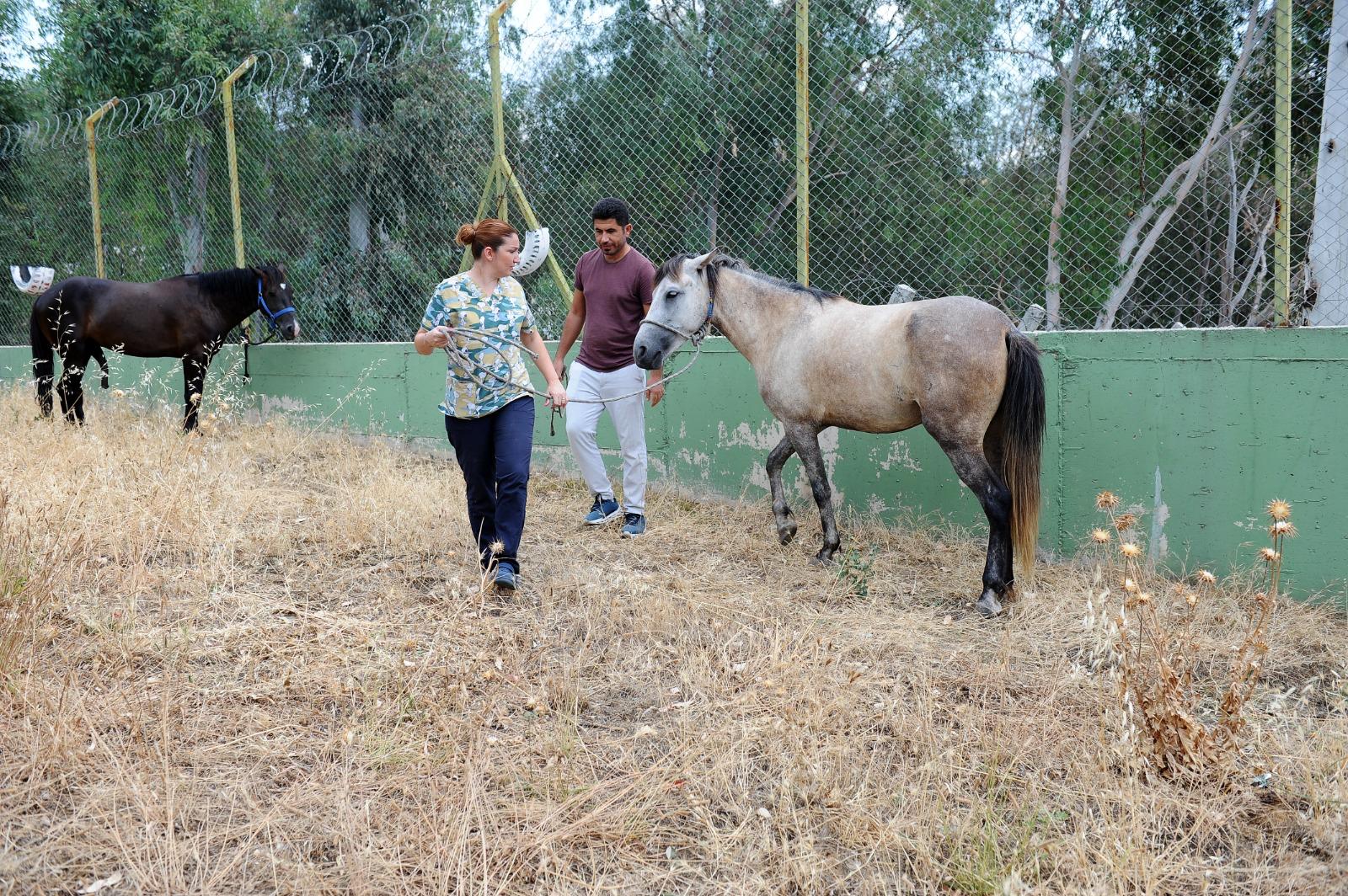 Karşıyaka'da başıboş at operasyonu