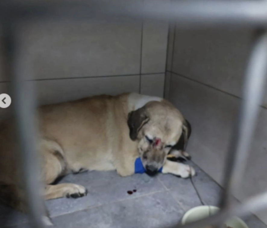 Uyuyan köpeğe vahşice saldıranlar gözaltına alındı